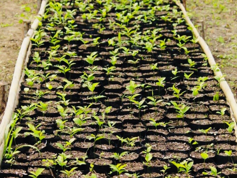 Programa de Aprendizaje Campesino del Norte de Veracruz en producción