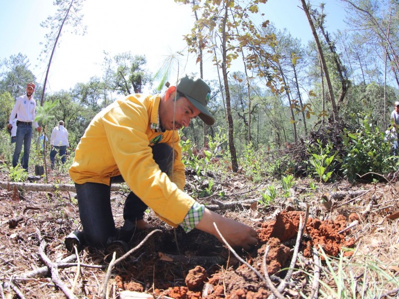 Programa de reforestación en la Sierra Gorda