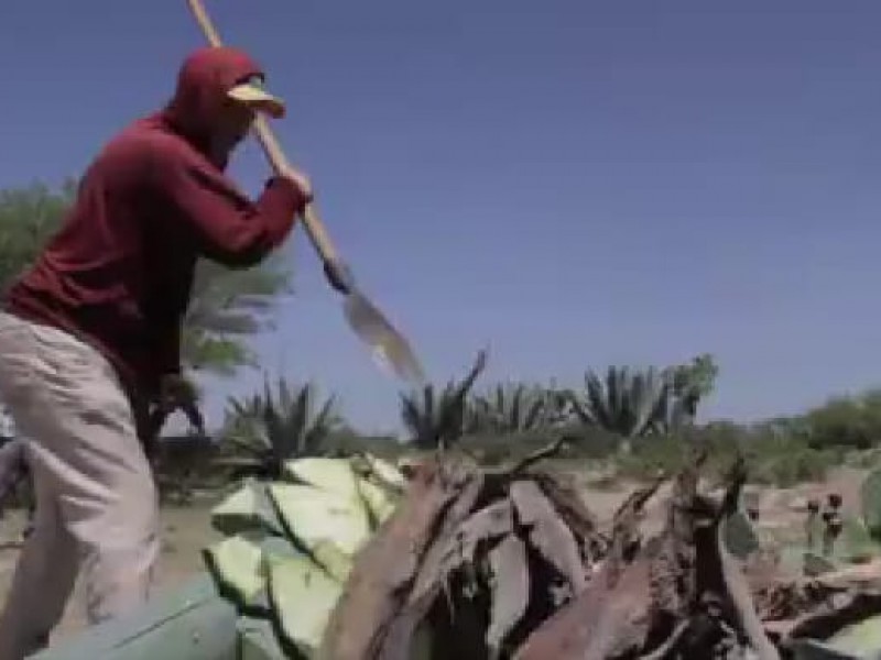 Programa sembrando vida llega incompleto a sierra de Zihuatanejo