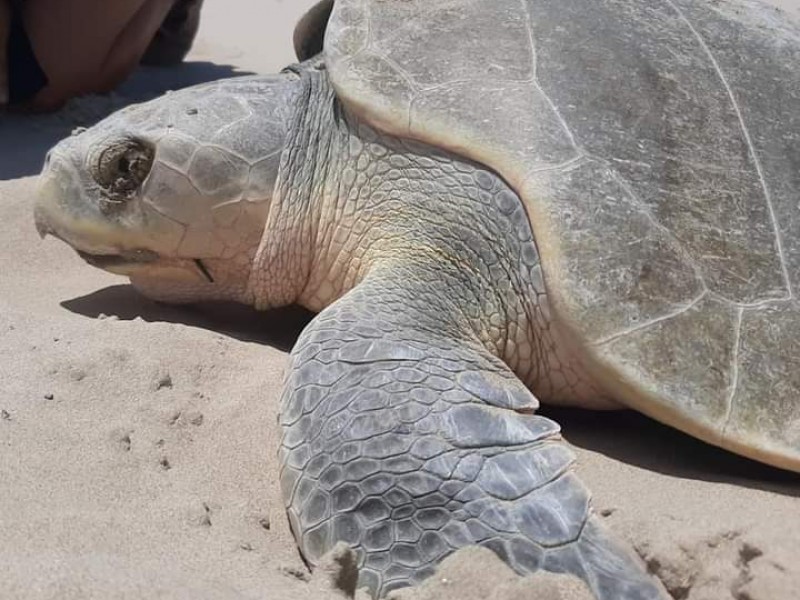 Programan actividades en pro de las tortugas marinas