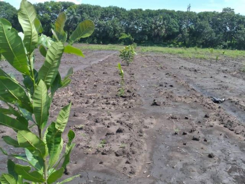 Programas de ayuda al campo por lluvias se cancelaron: Sagyp