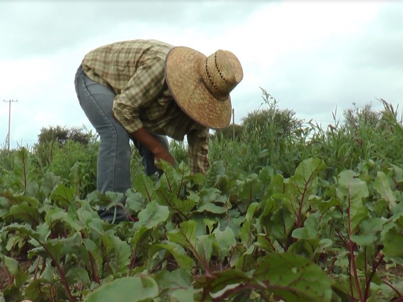 Programas federales en agricultura cambia reglas de operación