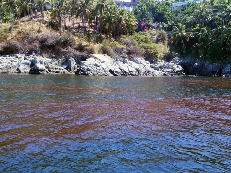 Prohíben consumo de moluscos por marea roja