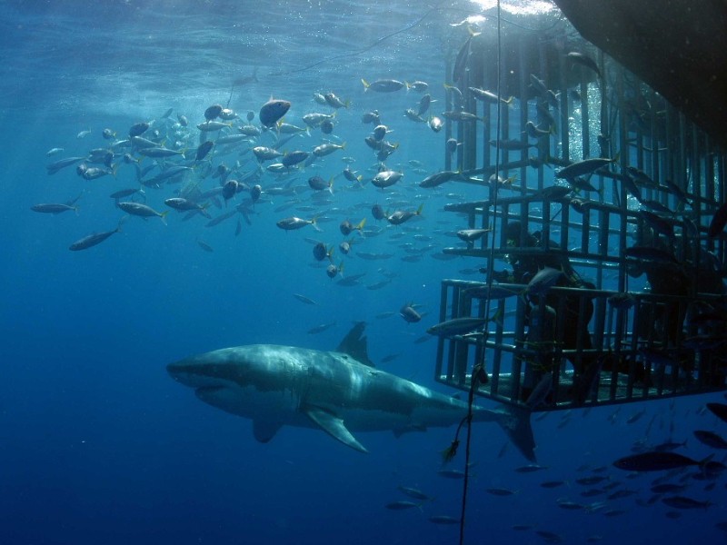 Prohíben en 2023 buceo con tiburón blanco por conservación ambiental