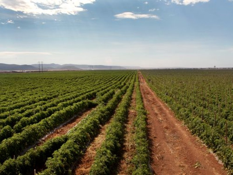 Prohibición de glifosato, duro golpe a la agricultura: Fundación Produce