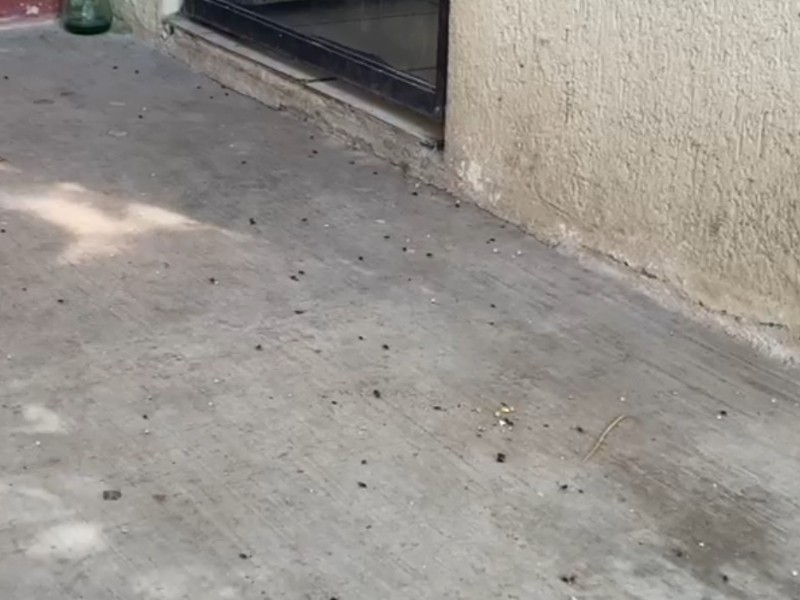 Proliferación de moscas en La Paz vinculada a lluvias y altas temperaturas