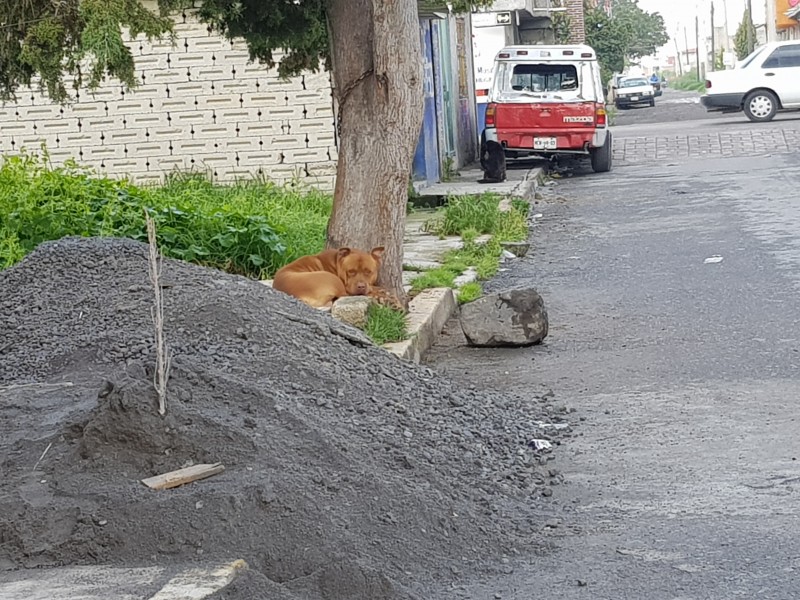 Proliferan perros callejeros en Edomex