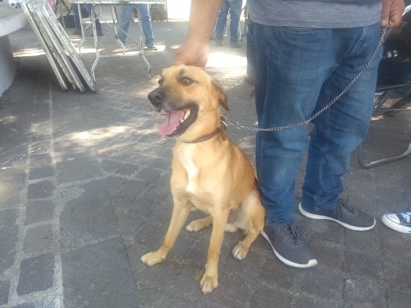 Promocionan la adopción de mascotas