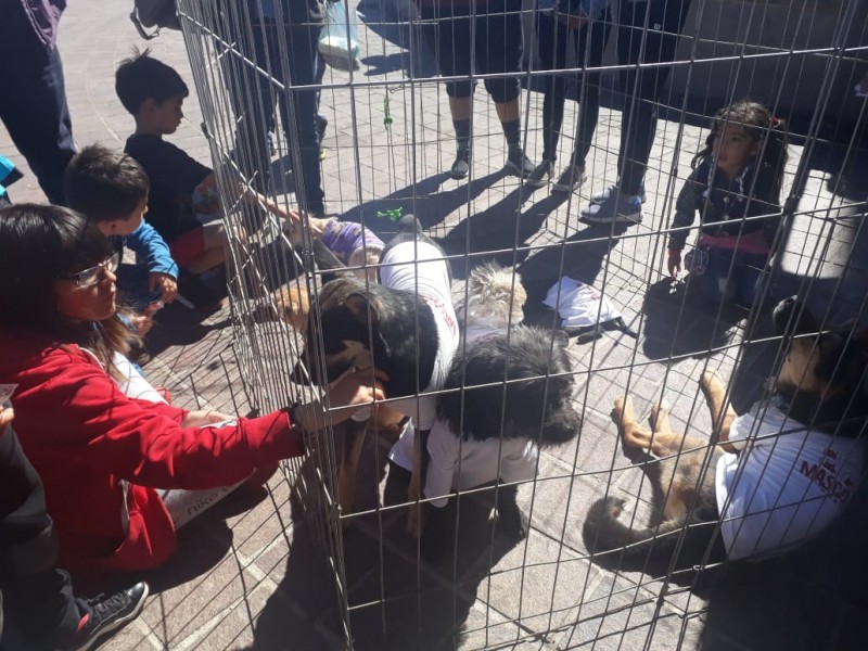 Promueven adopción responsable en el Mascotafest de Zacatecas