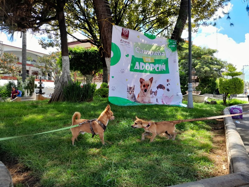 Promueven campañas de adopción de animales de compañía 