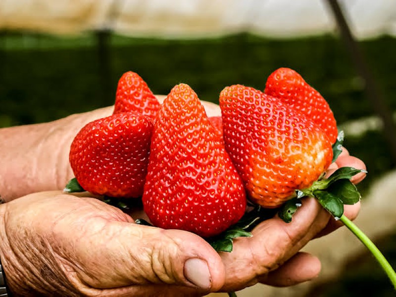 Promueven capacitación para garantizar inocuidad de productos del campo