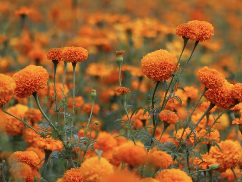 Promueven consumo local de flores para el día de muertos