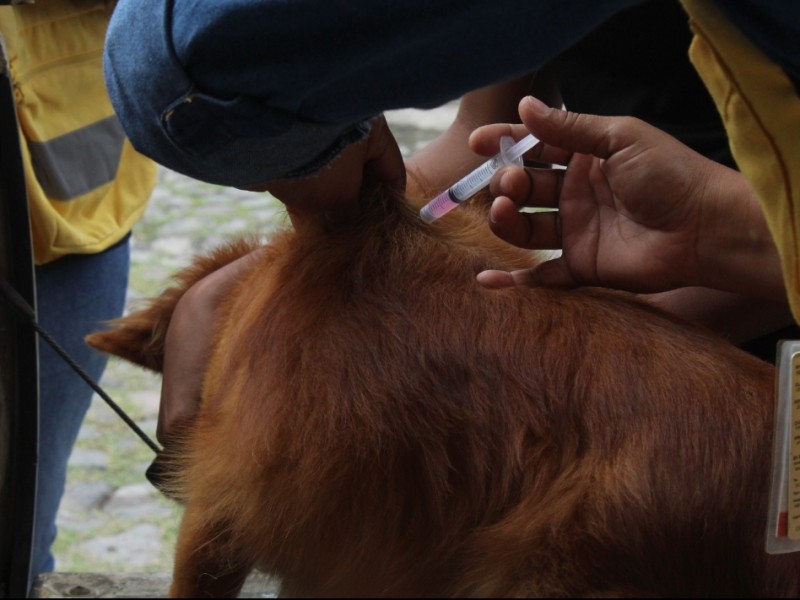 Promueven control de vacunación en perros y gatos