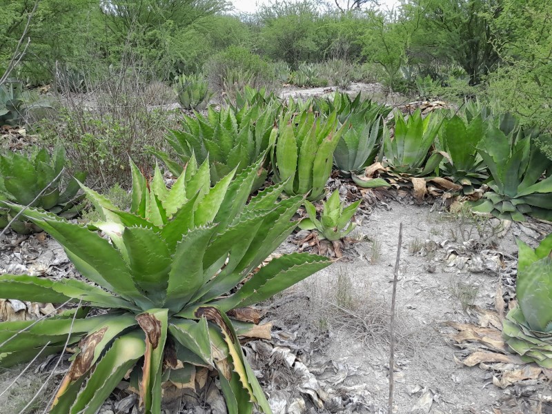 Promueven cultivo de maguey para disminuir saqueo