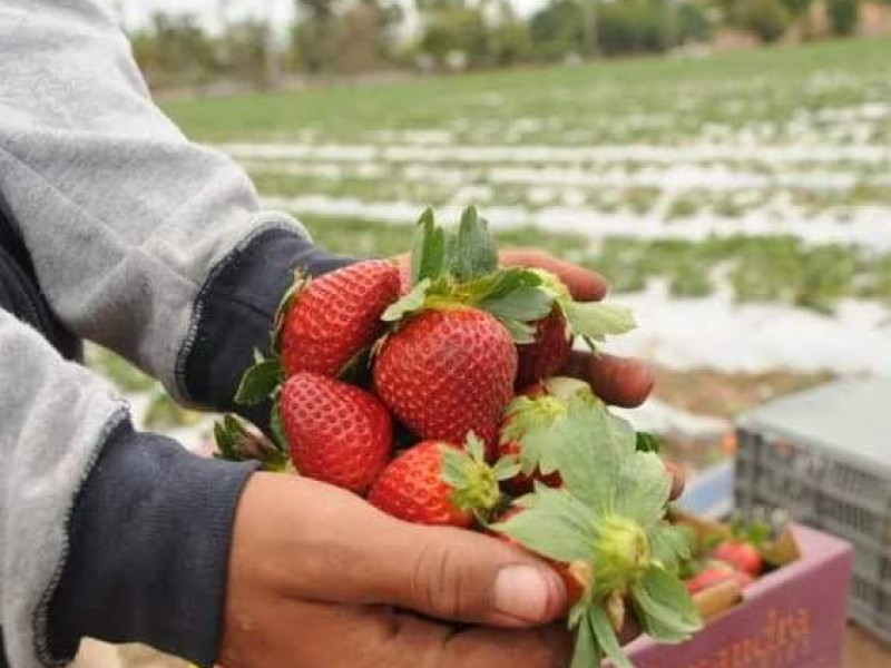 Promueven exportación de productos del campo, empresarios recibirán asesoramiento fiscal