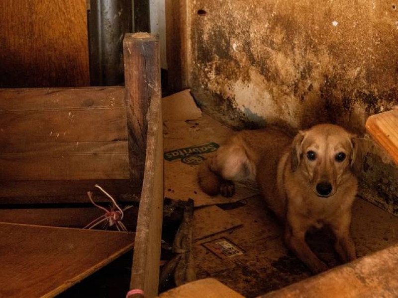 Promueven iniciativa de reforma a Ley de Protección Animal