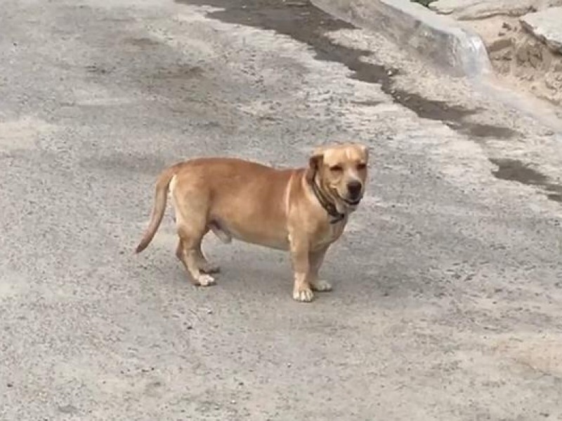 Promueven la adopción de mascotas por medio de entrenamientos gratuitos