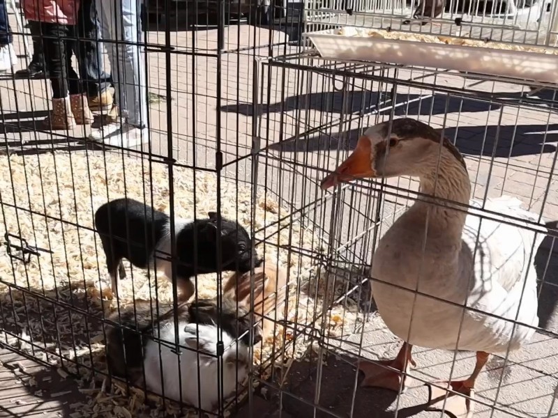 Promueven la adopción responsable de mascotas