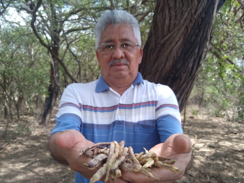 Promueven la preservación del mezquite en Juchitán