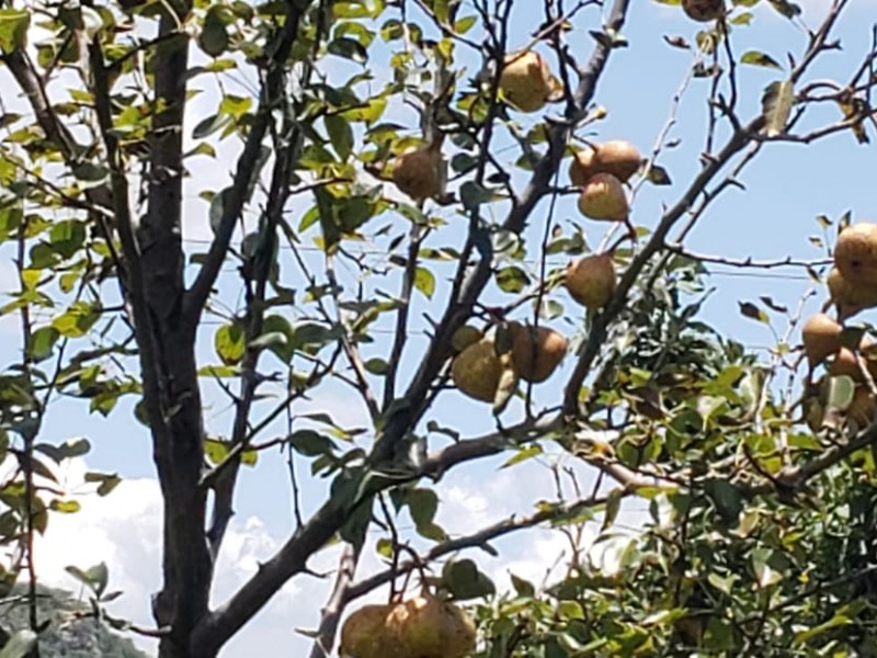 Promueven la recuperación de plantíos de pera en Tangamandapio