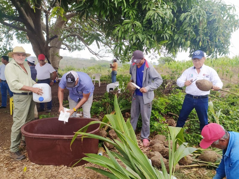 Promueven siembra de coco en comunidades de Tuxpan