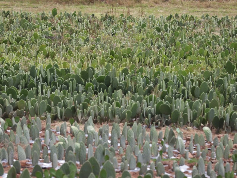 Promueven siembra de nopal como cultivo alternativo