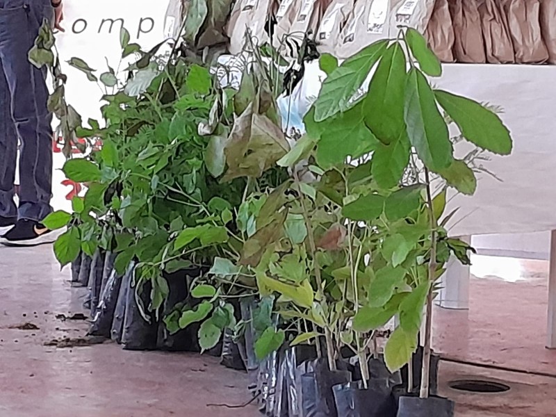 Promueven uso de compostas y huertos domésticos