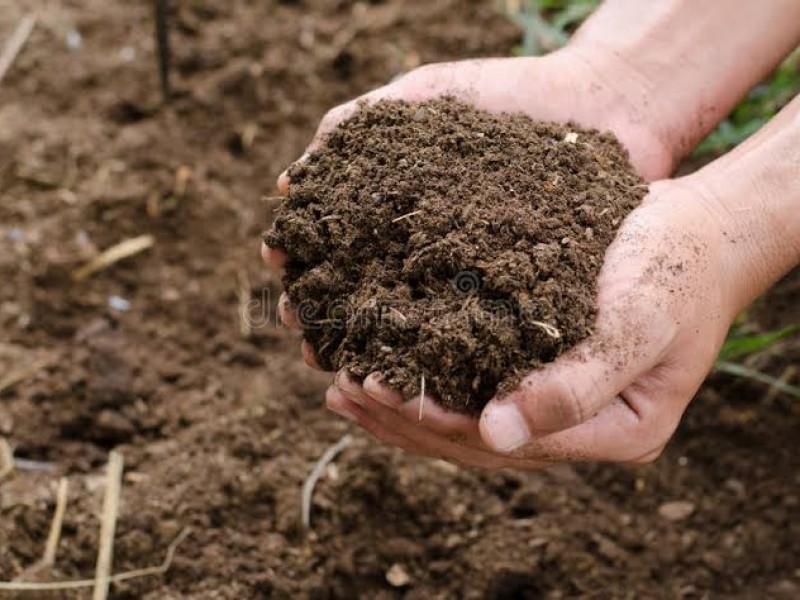 Promueven uso de fertilizantes orgánicos, buscan revertir contaminación del suelo