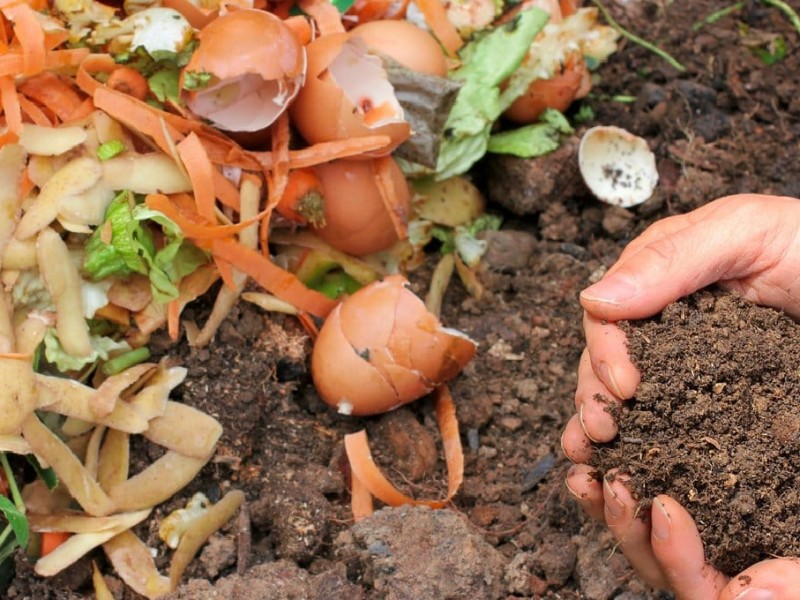 Promueven uso de productos orgánicos para control de plagas