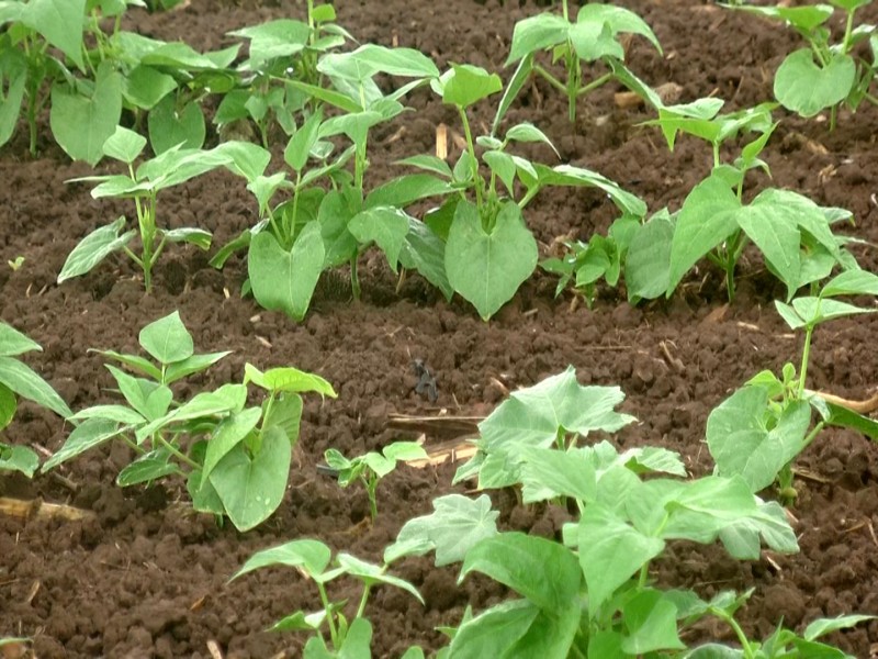 Pronóstico de lluvias pone nerviosos a productores agrícolas