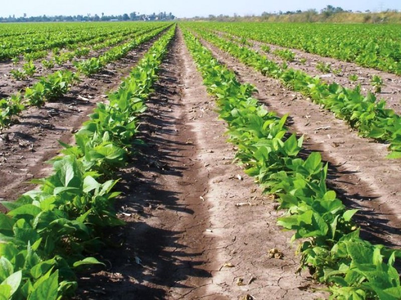 Pronóstico del tiempo pone nerviosos a productores