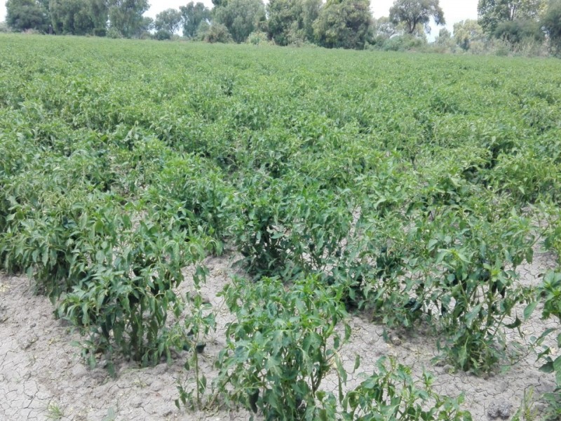 Proponen a campesinos de la región fumigar con drones