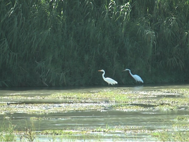 Proponen cuatro ejes para preservar el estero