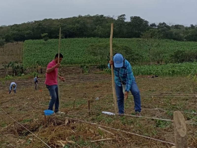 Proponen el uso Trichoderma en el sector agrícola y ganadero