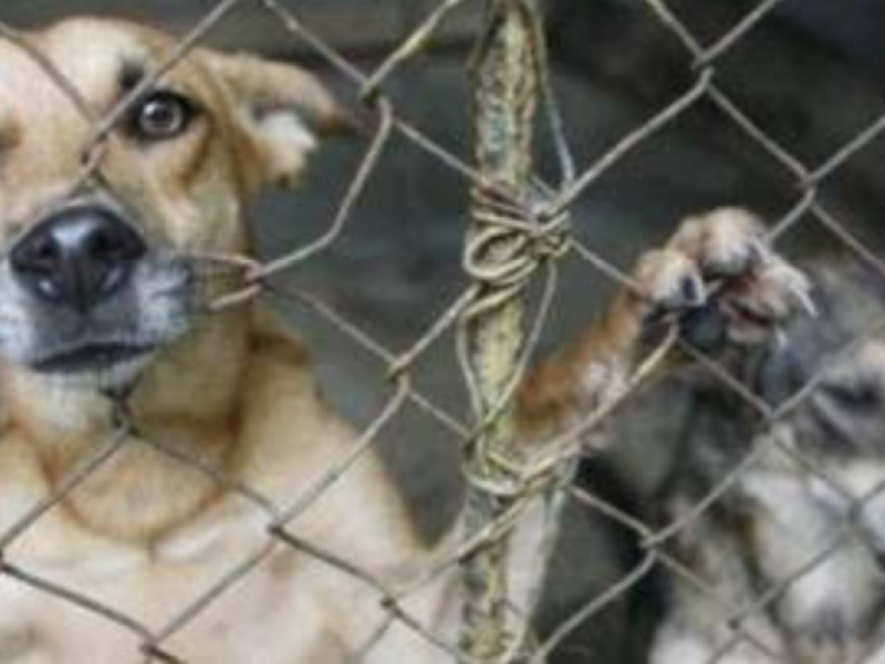 Proponen ley contra el maltrato animal