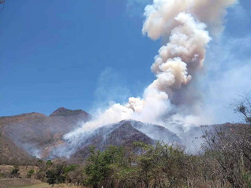 Proponen penas más severas a ecocidas