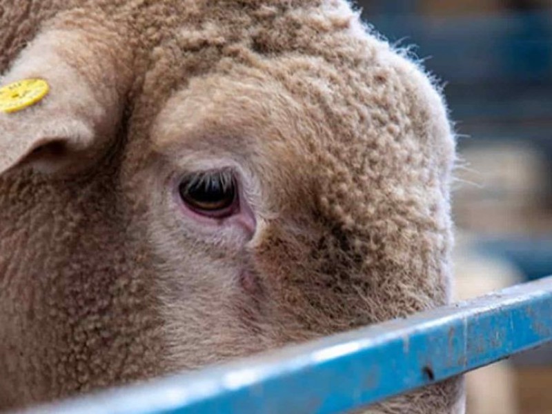 Proponen penas severas en matanza clandestina de animales