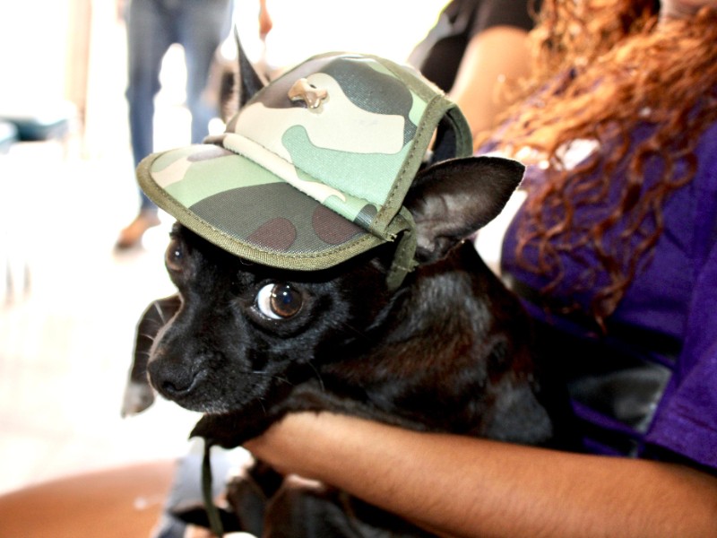 Proponen registro estatal de animales de compañía