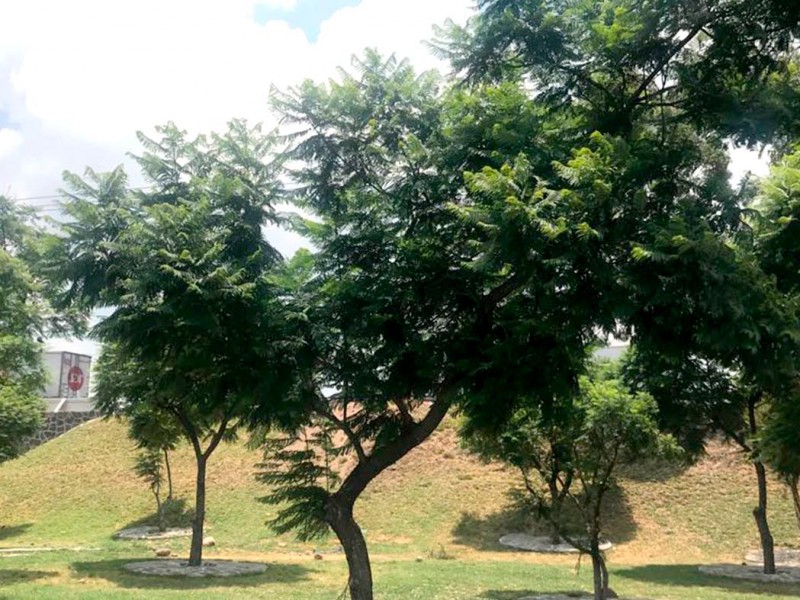 Proponen sembrar un árbol por cada nacimiento en Querétaro