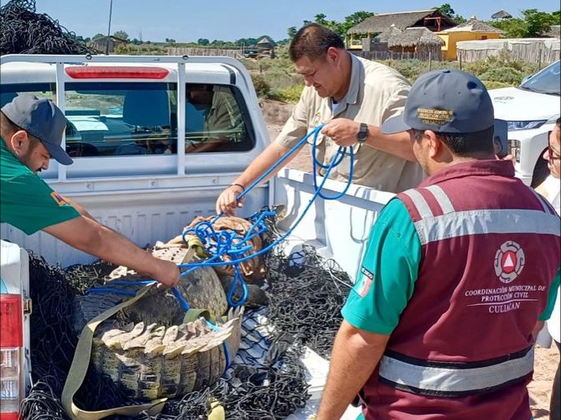 Protección Civil Culiacán captura cocodrilo de 3 metros en El Diez