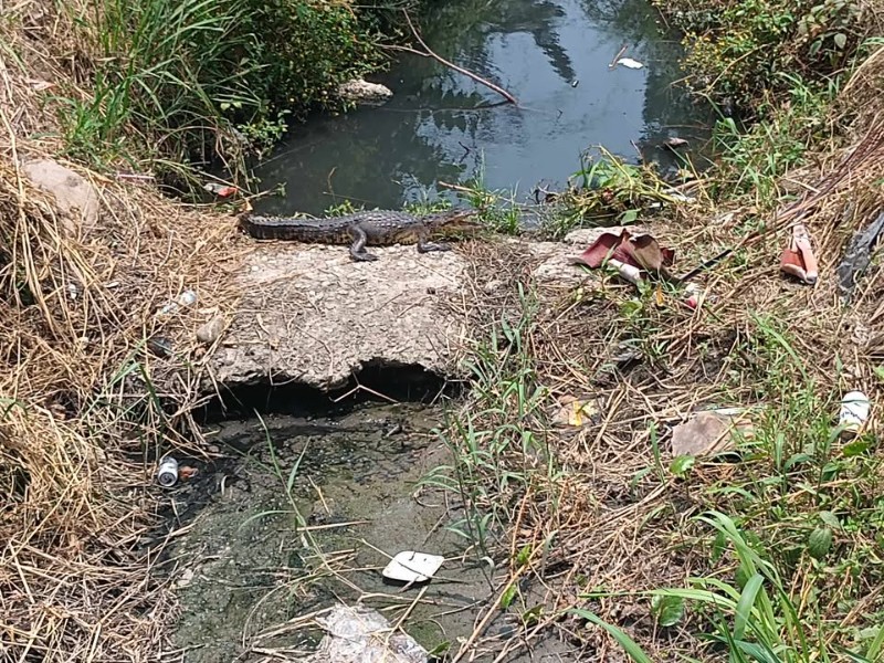 Protección Civil de Tuxpan emite recomendaciones ante avistamientos de cocodrilos