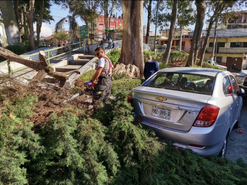 Protección Civil de Xalapa atendió 22 árboles derribados