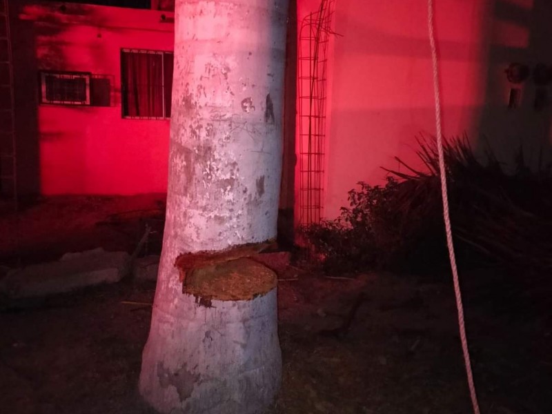 Protección Civil decreta tala de palmas por riesgo de caída sobre casas