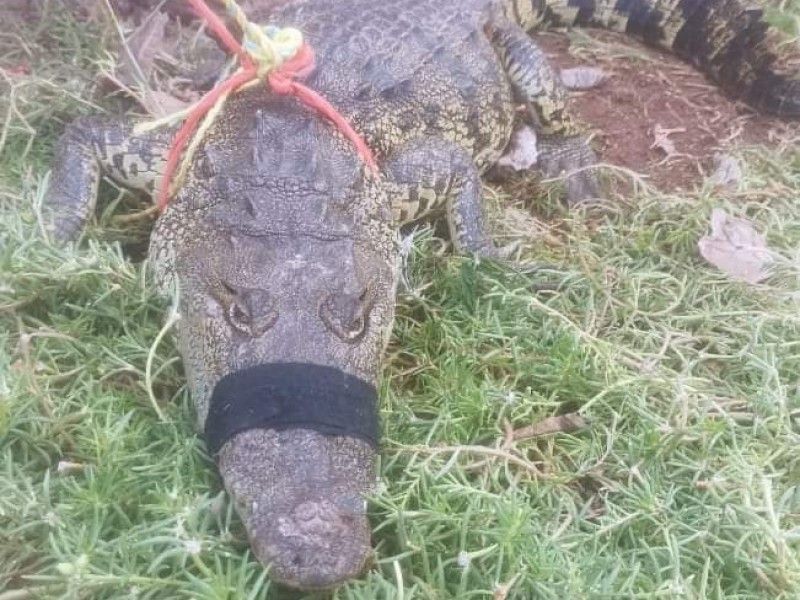 Protección Civil en Sinaloa rescata cocodrilo en el Naranjo