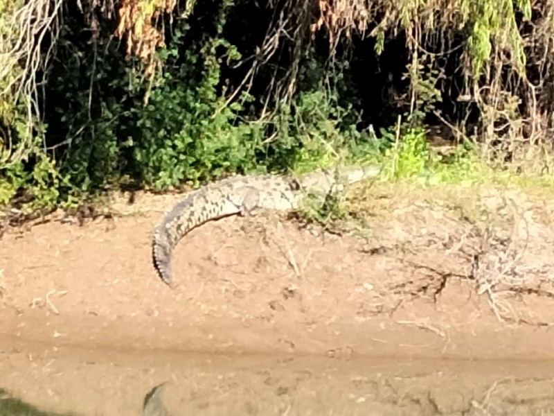 Protección Civil Guasave emite alerta por cocodrilo en la Uva