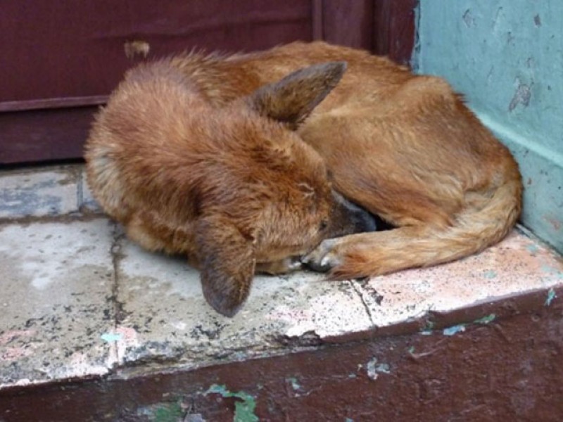 Protección civil pide proteger a mascotas por frio