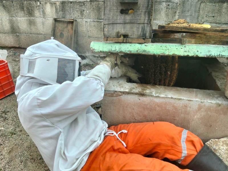 Protección Civil retira enjambre de abejas en vivienda de Jalapa del Marqués