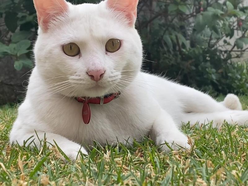 Protectoras de animales pausan adopciones de gatos durante octubre para prevenir riesgos