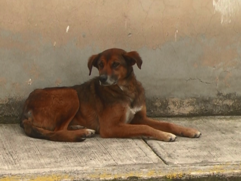 Protectoras refieren continúan maltratos a perros