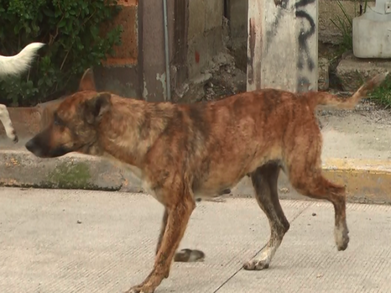 Protectoras y asociaciones condenan el maltrato animal